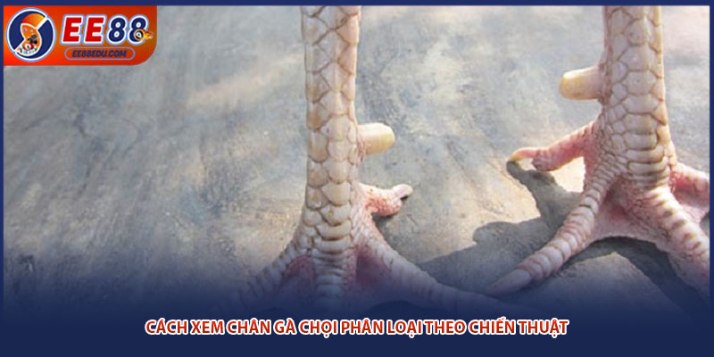 Cách xem chân gà chọi phân loại theo chiến thuật