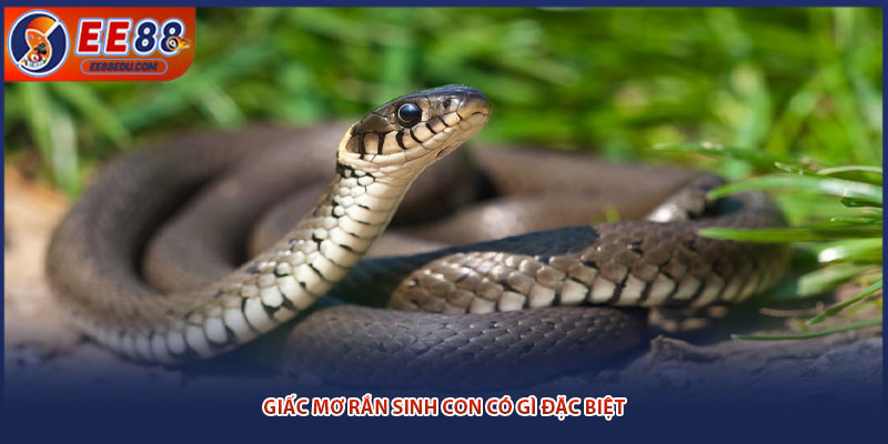 Giấc mơ rắn sinh con có gì đặc biệt