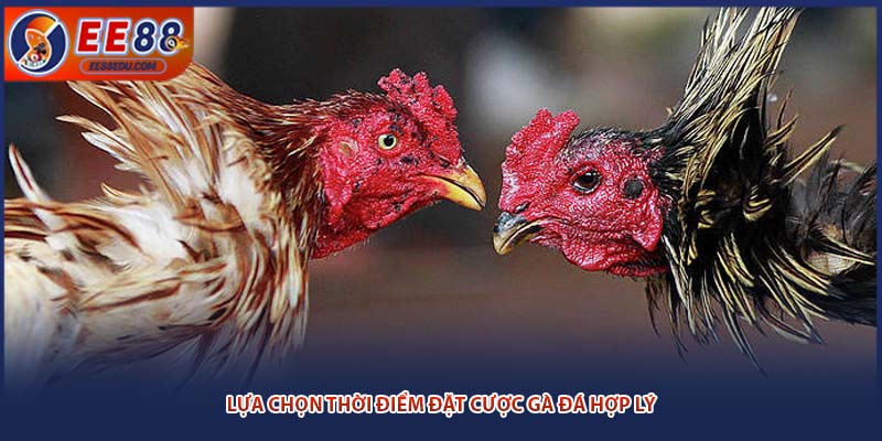 Lựa chọn thời điểm đặt cược gà đá hợp lý